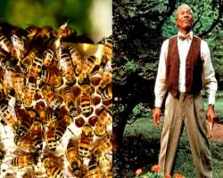 The actor is also an animal lover and keeping in view the decline of honeybees, he turned his 124-acre ranch into a sanctuary for them.